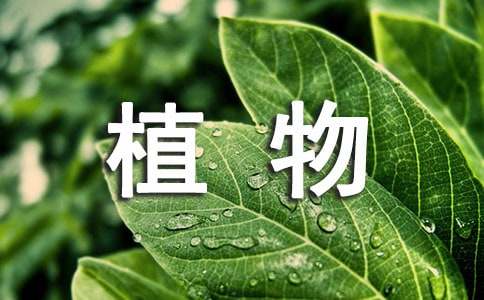 绿萝植物观察日记